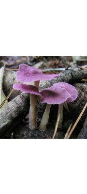 보라애기버섯 (Collybia iocephala (Berk. &amp; Curt.) Sing.)