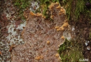 누룽지시루뻔버섯 (Inonotus hastifer Pouzar)