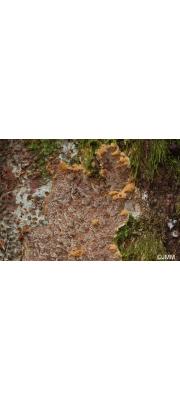 누룽지시루뻔버섯 (Inonotus hastifer Pouzar)