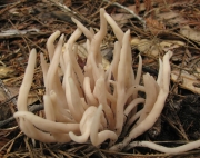 연기색국수버섯 (Clavaria fumosa Pers.)