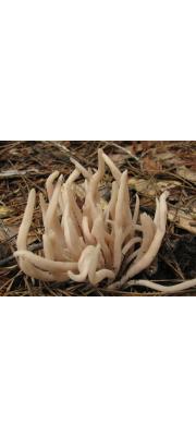 연기색국수버섯 (Clavaria fumosa Pers.)