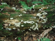 눈알애기무리버섯 (Clitocybula oculus (Peck) Sing.)