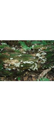 눈알애기무리버섯 (Clitocybula oculus (Peck) Sing.)