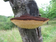 시루뻔버섯 (Inonotus hispidus (Bull.) P. Karst.)