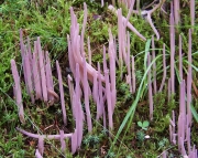자주국수버섯 (Clavaria purpurea Fr.  > Alloclavaria purpurea (Fr.) Dent. & McL)