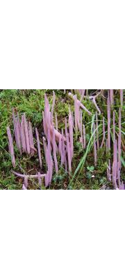 자주국수버섯 (Clavaria purpurea Fr.  > Alloclavaria purpurea (Fr.) Dent. &amp; McL)