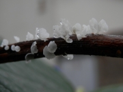 머리모자버섯 (Calyptella capula (Holmsk.) Quél.)