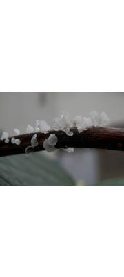머리모자버섯 (Calyptella capula (Holmsk.) Quél.)