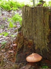 암갈색애기버섯 (Collybia neofusipes Hongo)