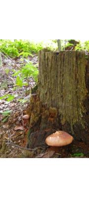 암갈색애기버섯 (Collybia neofusipes Hongo)