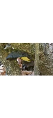 병꽃시루뻔버섯 (Inonotus lonicericola (Parmasto) Y.C. Dai  > Phellinus lonicericola Parmasto 병꽃진흙버섯))