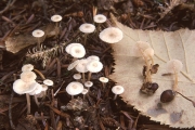 혹애기버섯 (Collybia tuberosa (Bull.) Kumm.)