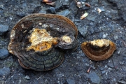 검은등시루뻔버섯(검은등층층버섯, 검은등진흙버섯, 병꽃시루뻔버섯) (Inonotus lonicerus (Bond.) S.H. Wu, Y.C. Dai & T. Hatt.  > Porodaedalea lonicerina (Bond.) Imaz. > Phellinus lonicerinus (Bond.) Bond. & Sing. > Fomes lonicerinus Bond)