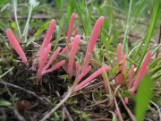 장미국수버섯(신칭) (Clavaria rosea Fr.)
