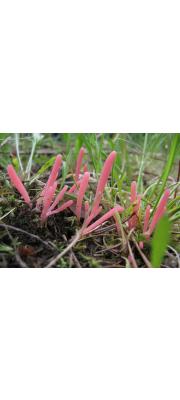 장미국수버섯(신칭) (Clavaria rosea Fr.)