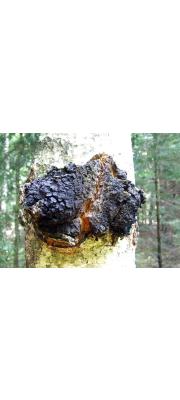 차가시루뻔버섯(자작나무시루뻔버섯, 자작나무녹슨구멍버섯, 상품명 : 차가버섯) (Inonotus obliquus (Ach. ex Pers.) Pilát.  > Fuscoporia obliqua (Ach. ex Pers.) Aoshi.)
