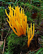 노란가지창싸리버섯(흰국수버섯) (Clavulinopsis corniculata (Schaeff.) Corner  > Clavaria corniculata Schaeff.)