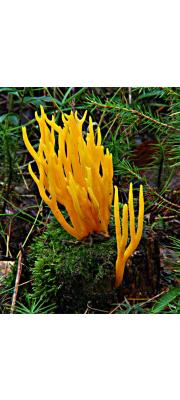 노란가지창싸리버섯(흰국수버섯) (Clavulinopsis corniculata (Schaeff.) Corner  > Clavaria corniculata Schaeff.)