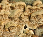 혹시루뻔버섯 (Inonotus nodulosus (Fr.) P. Karst.)