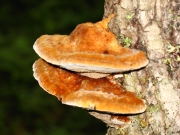노랑시루뻔버섯 (Inonotus rheades (Pers.) Bond. & Sing.)