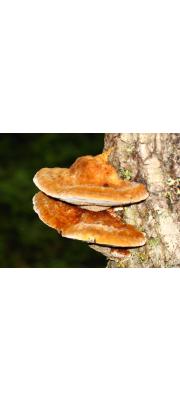 노랑시루뻔버섯 (Inonotus rheades (Pers.) Bond. &amp; Sing.)