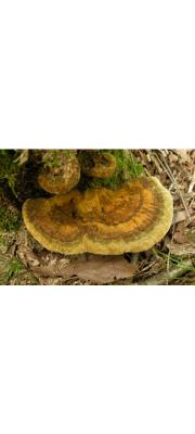 범부채시루뻔버섯(범부채대구멍버섯) (Inonotus scaurus (Llyod) T. Hatt.  > Onnia scaura (Lloyd) Imaz.)