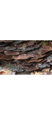 비단시루뻔버섯(비단고리버섯) (Inonotus tabacinus (Mont.) Cunn.  > Cyclomyces tabacinus (Mont.) Pat.)