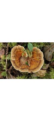털시루뻔버섯 (Inonotus tomentosus (Fr.) Teng)