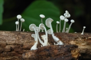 사촌애주름버섯(낙엽사촌애주름버섯) (Resinomycena rhododendri (Pk.) Redh. & Sing.)