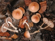흙애기자갈버섯 (Hebeloma birrus (Fr.) Gillet  > Hebeloma Pumilum Lge.)