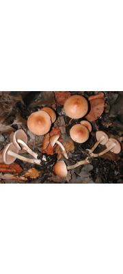 흙애기자갈버섯 (Hebeloma birrus (Fr.) Gillet  > Hebeloma Pumilum Lge.)