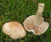 무자갈버섯 (Hebeloma crustuliniforme (Bull.) Quél.)