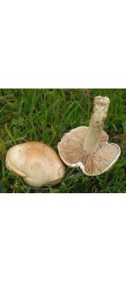 무자갈버섯 (Hebeloma crustuliniforme (Bull.) Quél.)