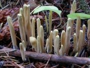 붉은방망이싸리버섯 (Clavariadelphus ligula (Schaeff.) Donk)