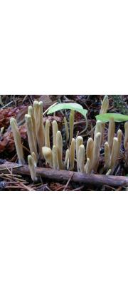 붉은방망이싸리버섯 (Clavariadelphus ligula (Schaeff.) Donk)