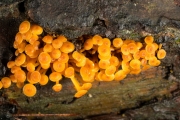 이끼살이버섯 (Xeromphalina campanella (Batsch) Maire)