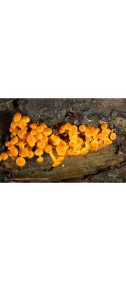 이끼살이버섯 (Xeromphalina campanella (Batsch) Maire)