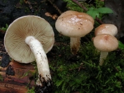 흰살자갈버섯 (Hebeloma leucosarx P. D. Orton)