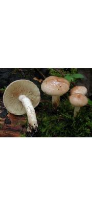 흰살자갈버섯 (Hebeloma leucosarx P. D. Orton)
