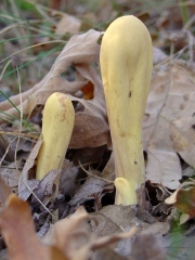 방망이싸리버섯 (Clavariadelphus pistillaris (L.) Donk)