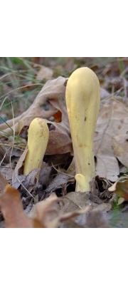 방망이싸리버섯 (Clavariadelphus pistillaris (L.) Donk)