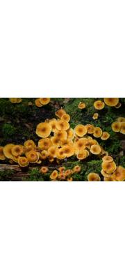 가랑잎이끼살이버섯 (Xeromphalina cauticinalis (With.) Kühn. &amp; Maire)