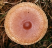 솜털자갈버섯 (Hebeloma mesophaeum (Pers.) Quél.)