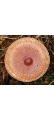 솜털자갈버섯 (Hebeloma mesophaeum (Pers.) Quél.)