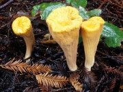 잘린방망이싸리버섯 (Clavariadelphus truncatus Donk)
