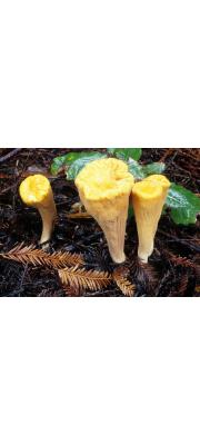 잘린방망이싸리버섯 (Clavariadelphus truncatus Donk)