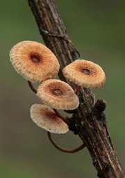 털가죽버섯 (Crinipellis scabella (Alb. & Schw.) Murr.  > Crinipellis stipitaria (Fr.) Pat.)