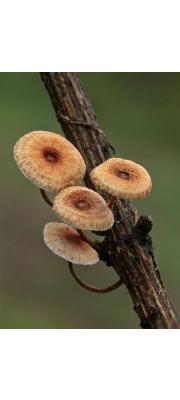 털가죽버섯 (Crinipellis scabella (Alb. &amp; Schw.) Murr.  > Crinipellis stipitaria (Fr.) Pat.)