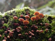 다닥이끼살이버섯 (Xeromphalina curtipes Hongo)