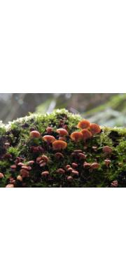 다닥이끼살이버섯 (Xeromphalina curtipes Hongo)